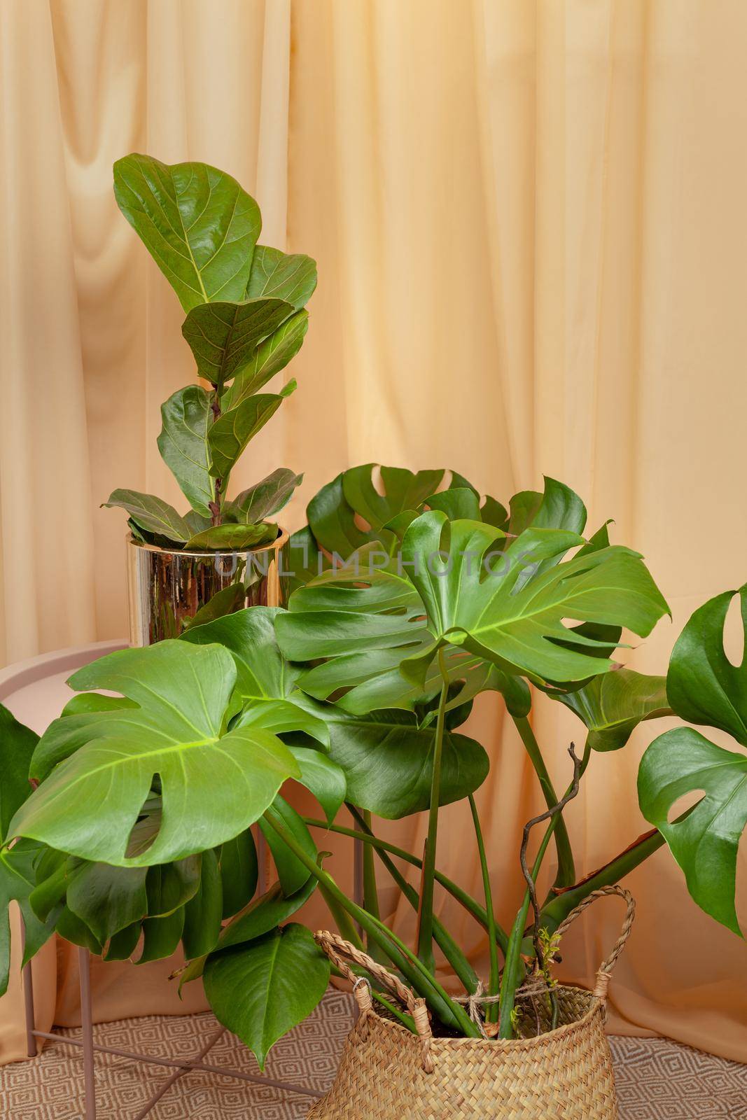 Beautiful Ficus lyrata and Monstera Deliciosa stands on a wooden table on a brown curtains background.