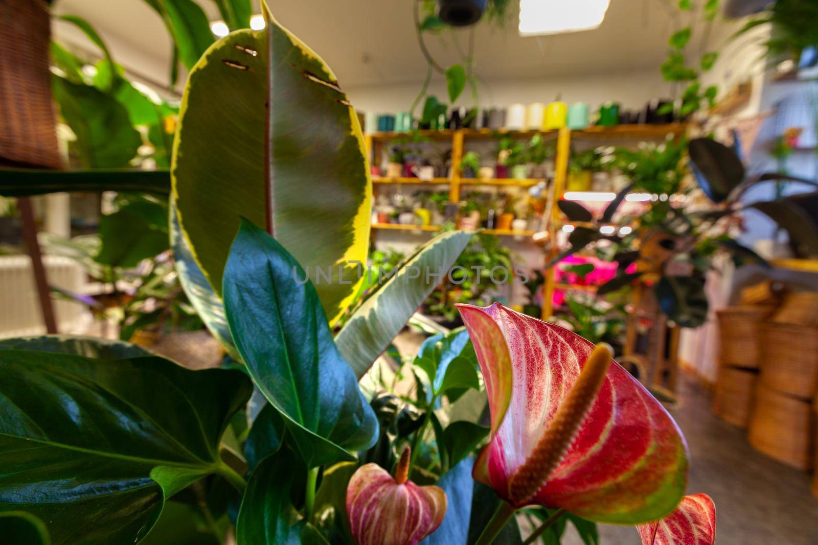 An Image of a Flower Shop with exotic potted plants. by igor_stramyk