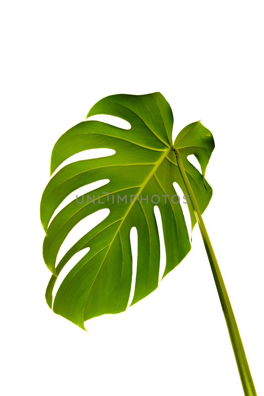 Fresh green exotic Monstera Deliciosa plant leaf. Isolated on white background