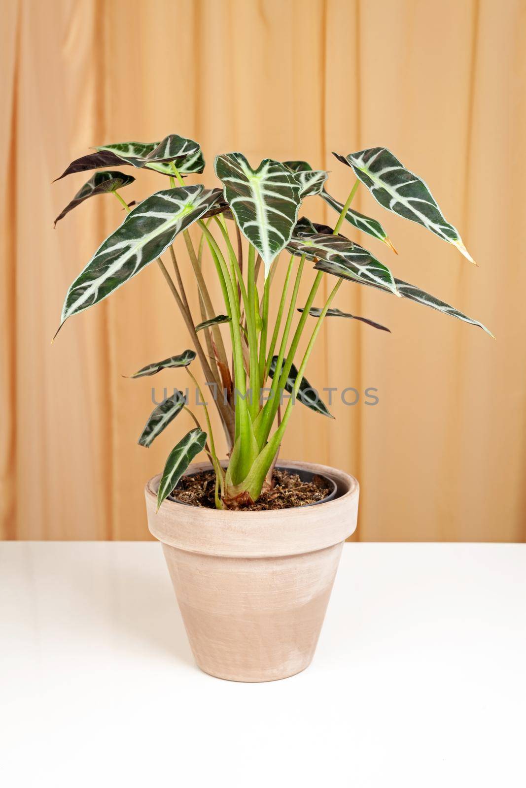 Alocasia Bambinoarrow Plant in brown ceramic pot on a fabric curtains background. Studio shot.