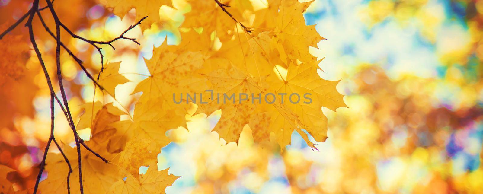 Autumn leaves on a tree. Selective focus. by yanadjana