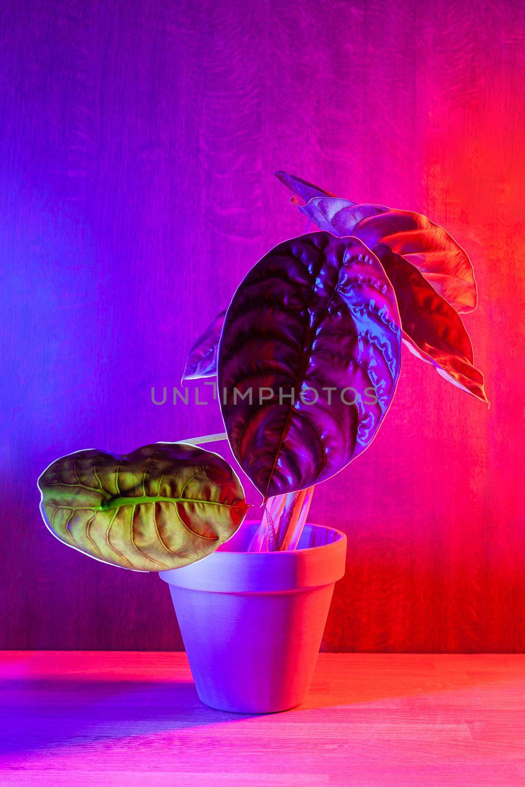 Alocasia Cuprea Red Secret plant, exotic houseplant on dark pink background. Illuminated in red and blue.