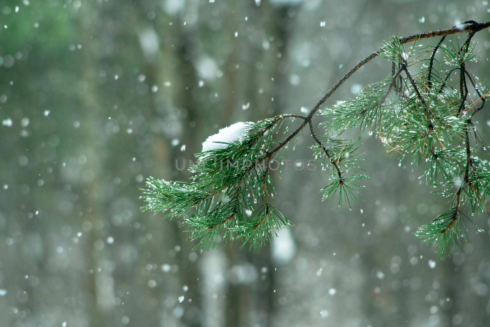 Pine tree branch in forest at cloudy winter day with falling snowflakes. Wintertime landscape in the woodland before Christmas holidays. Fir tree needles at snow