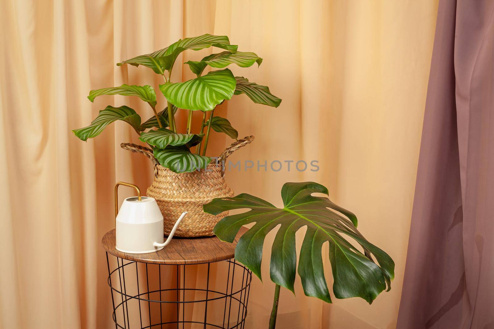 Still life with plants and watering can on a brown curtains background. by igor_stramyk