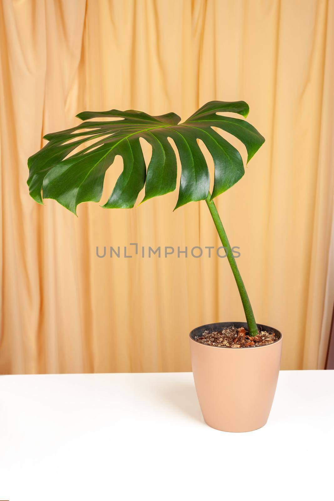 Monstera Deliciosa plant in brown platic pot on a fabric curtains background.
