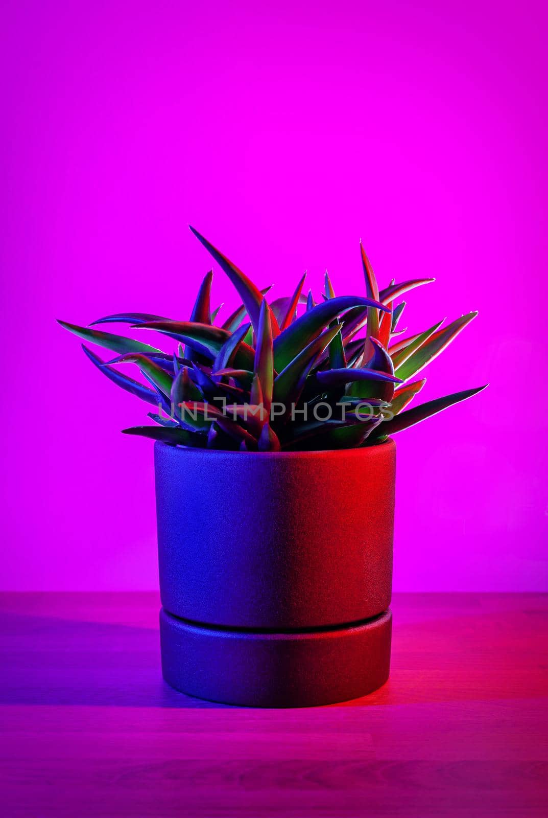 Aloe Black Gem in ceramic pot on a vibrant dark pink background. by igor_stramyk