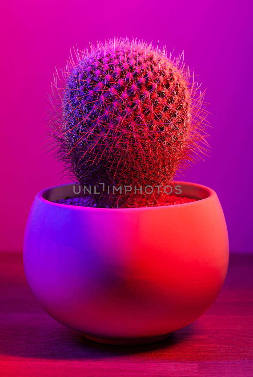 Potted round shaped cactus on dark pink background. Illuminated in red and blue.