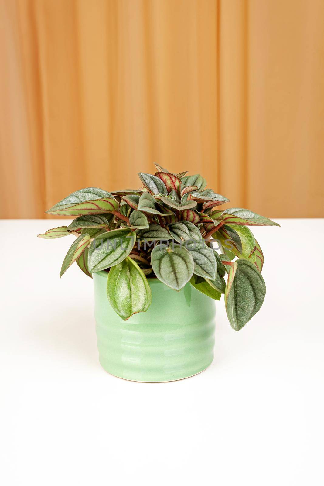 Peperomia caperata rosso plants on a fabric curtains background, potted plant