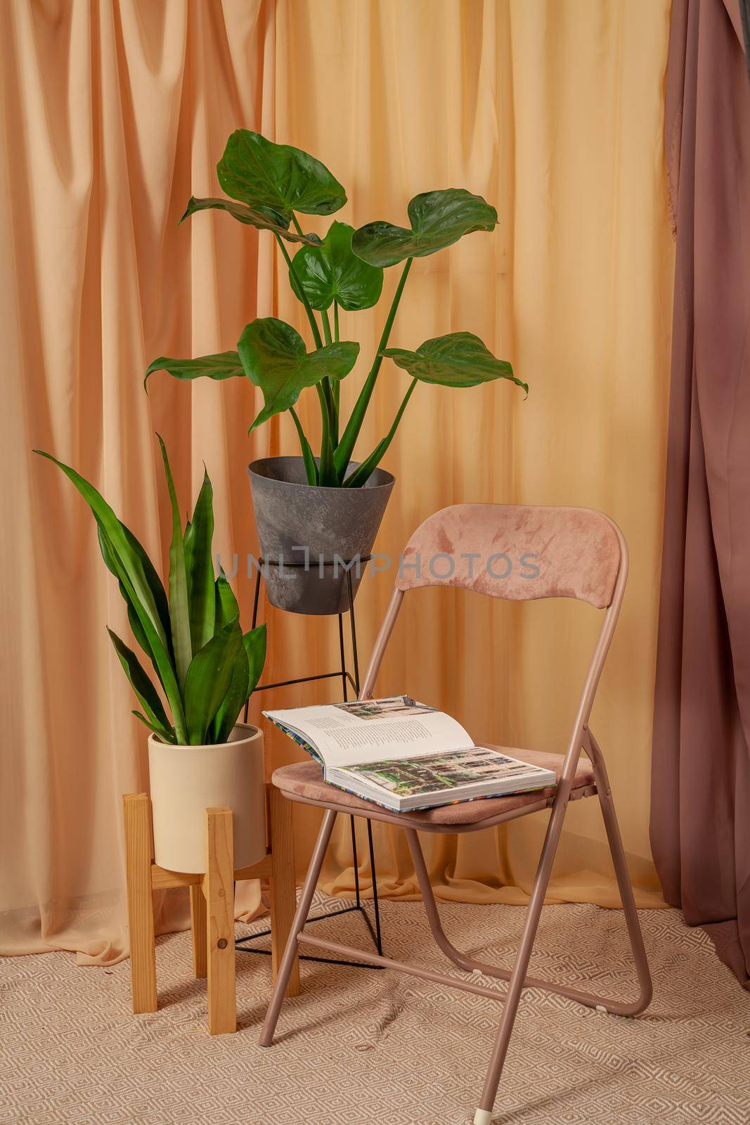Beautiful Alocasia cucculata and Sansevieria moonshine stands on a wooden table on a brown curtains background.