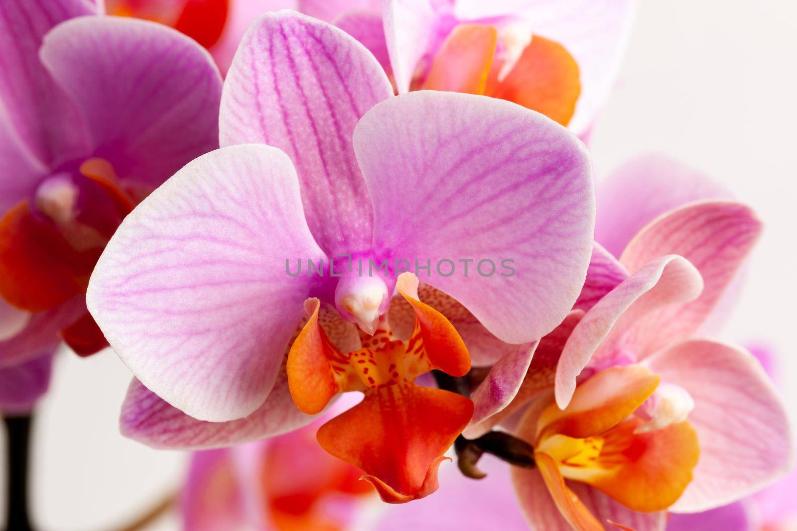 Beautiful purple Phalaenopsis orchid flowers, isolated on white background. Close-up photo.