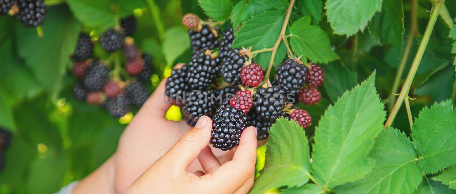 The child holds blackberries in the hands. Selective focus. nature.