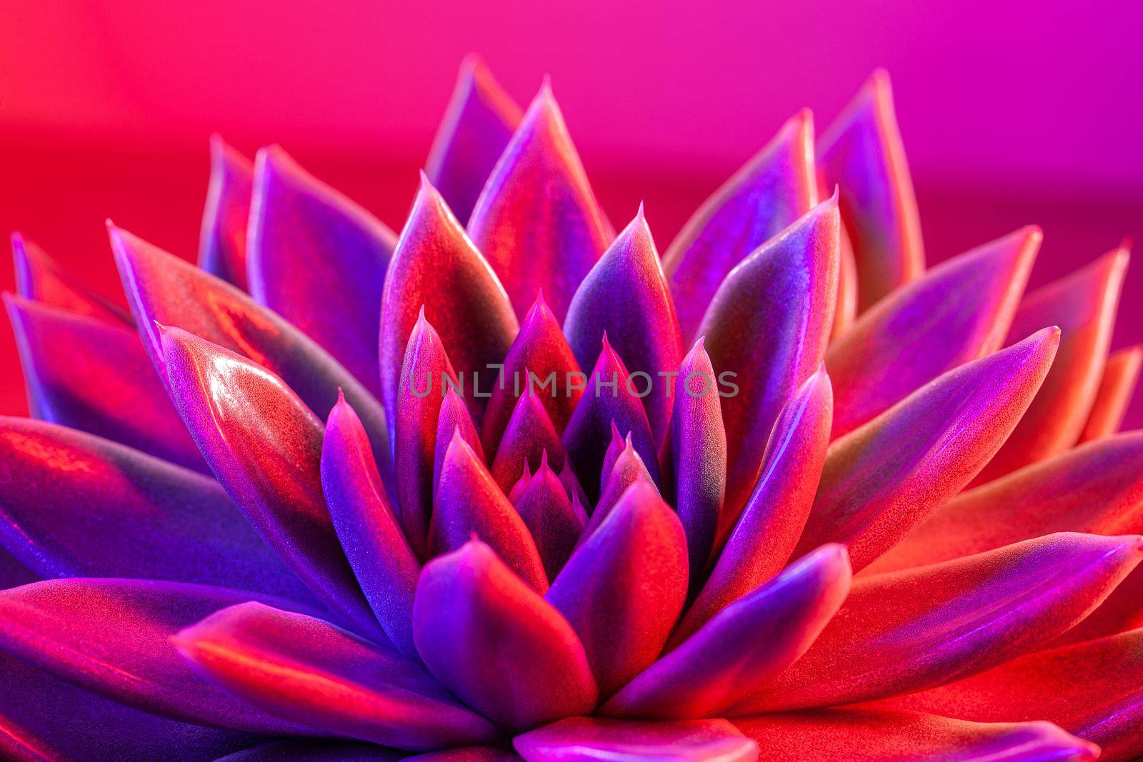 Close-up of a green agavoides echeveria flower on a vibrant dark purple background.