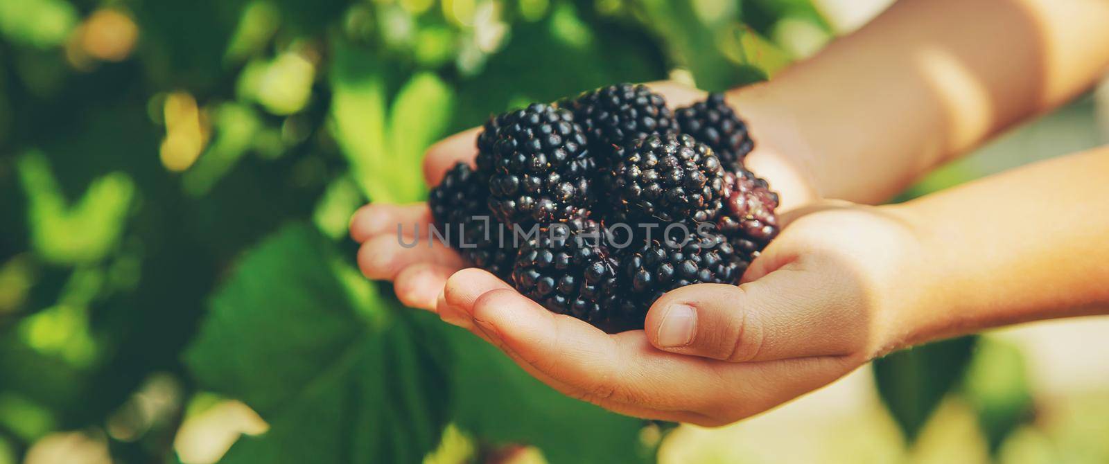 The child holds blackberries in the hands. Selective focus. by yanadjana