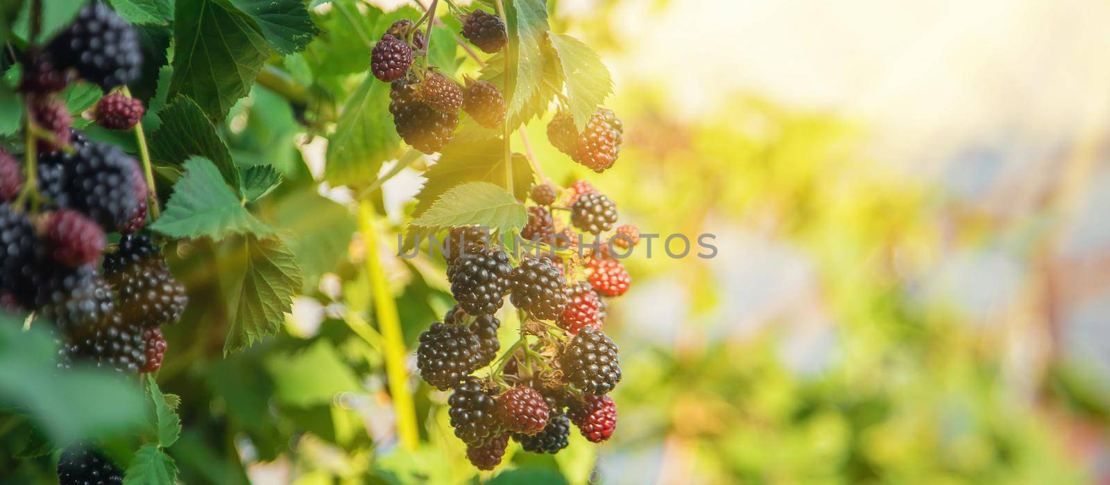 Blackberry berries on the bushes in the garden. Selective focus. by yanadjana