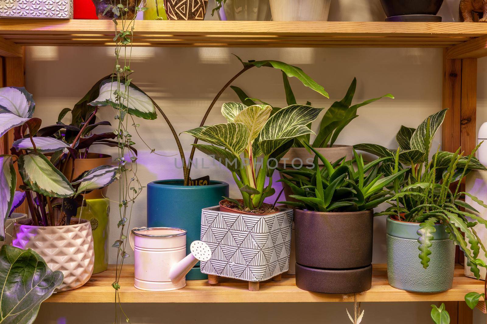 A variety of exotic potted plants in a plant store.