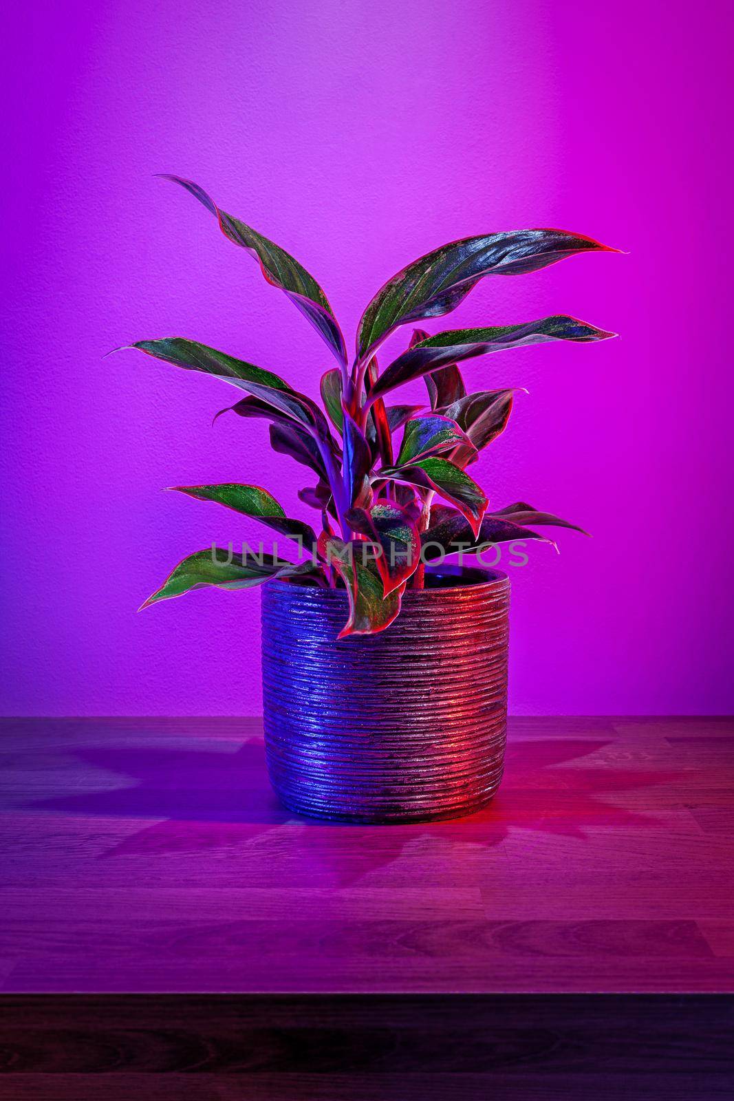 Alocasia Pictus plant, exotic houseplant on dark pink background. Illuminated in red and blue.