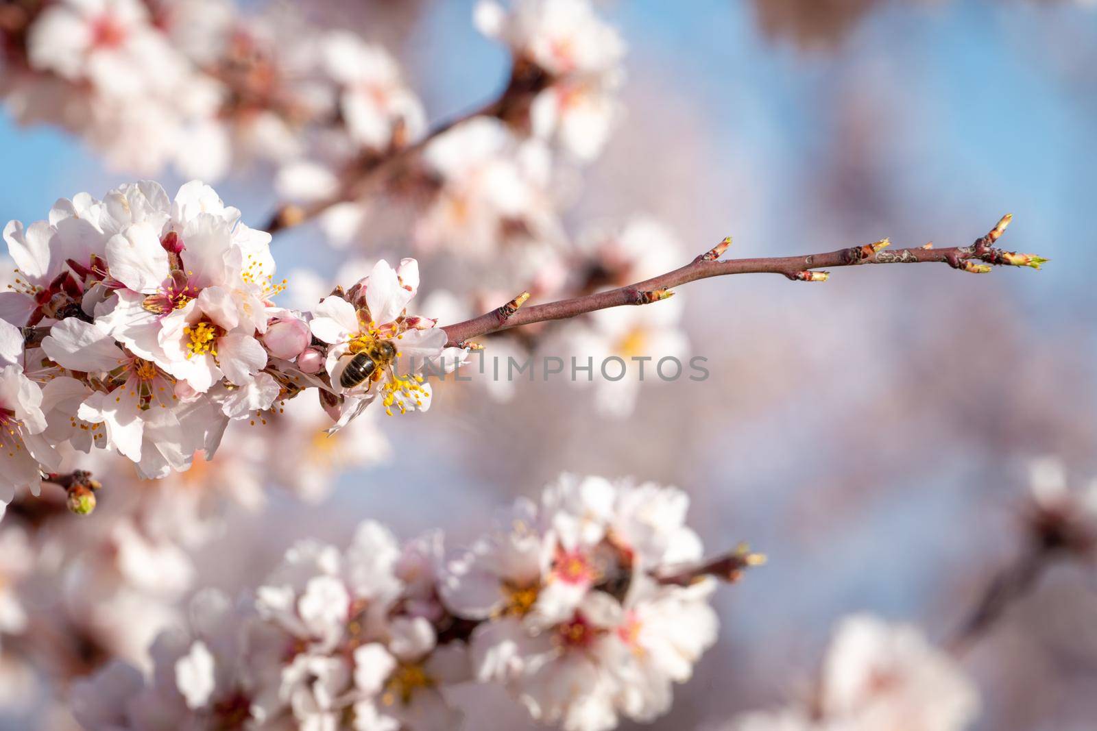 Close-up of almond blossom and bee