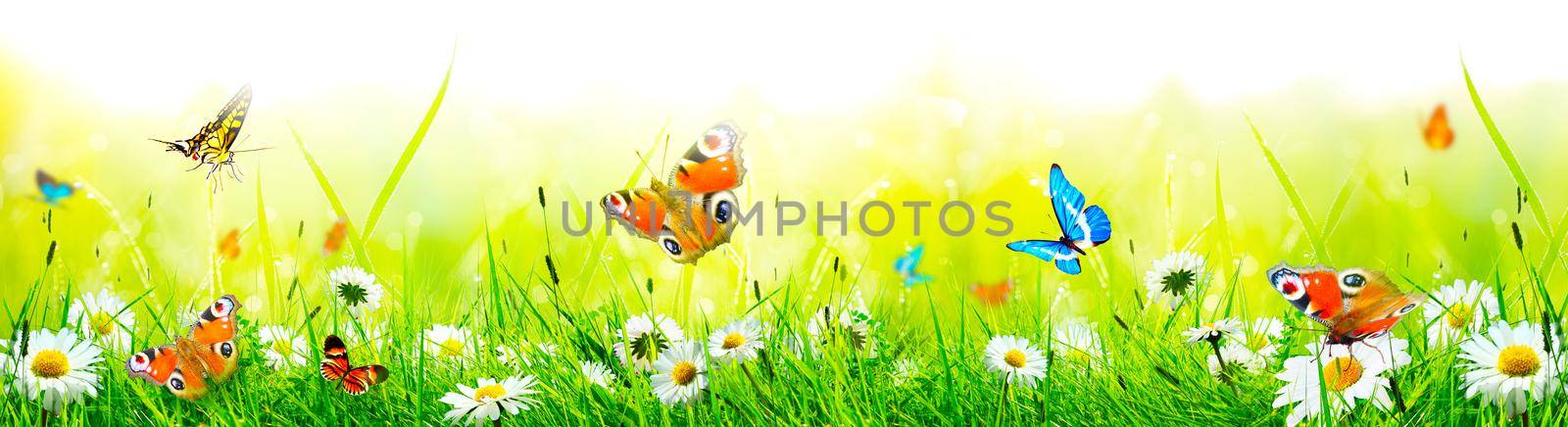 Beautiful nature view of butterfly on blurred background in garden. by Taut