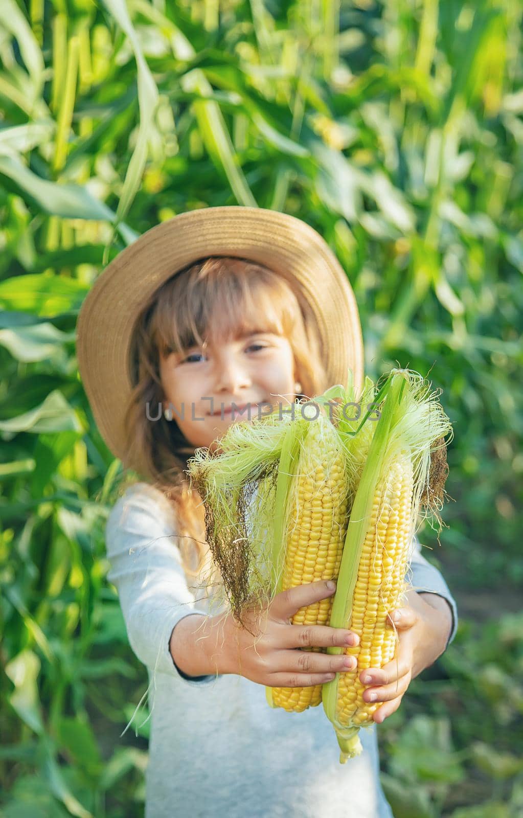 Corn on the field in the hands of a child. Selective focus.