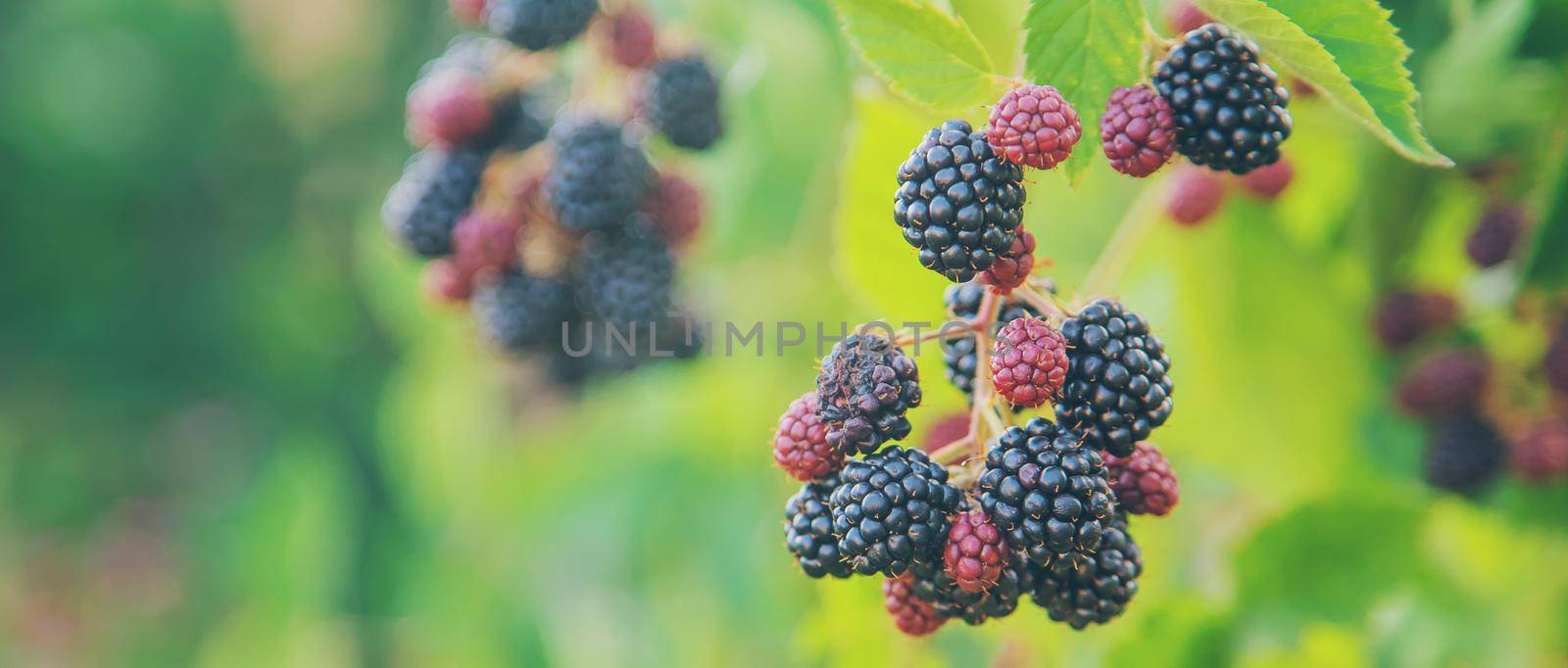 Blackberry berries on the bushes in the garden. Selective focus. by yanadjana