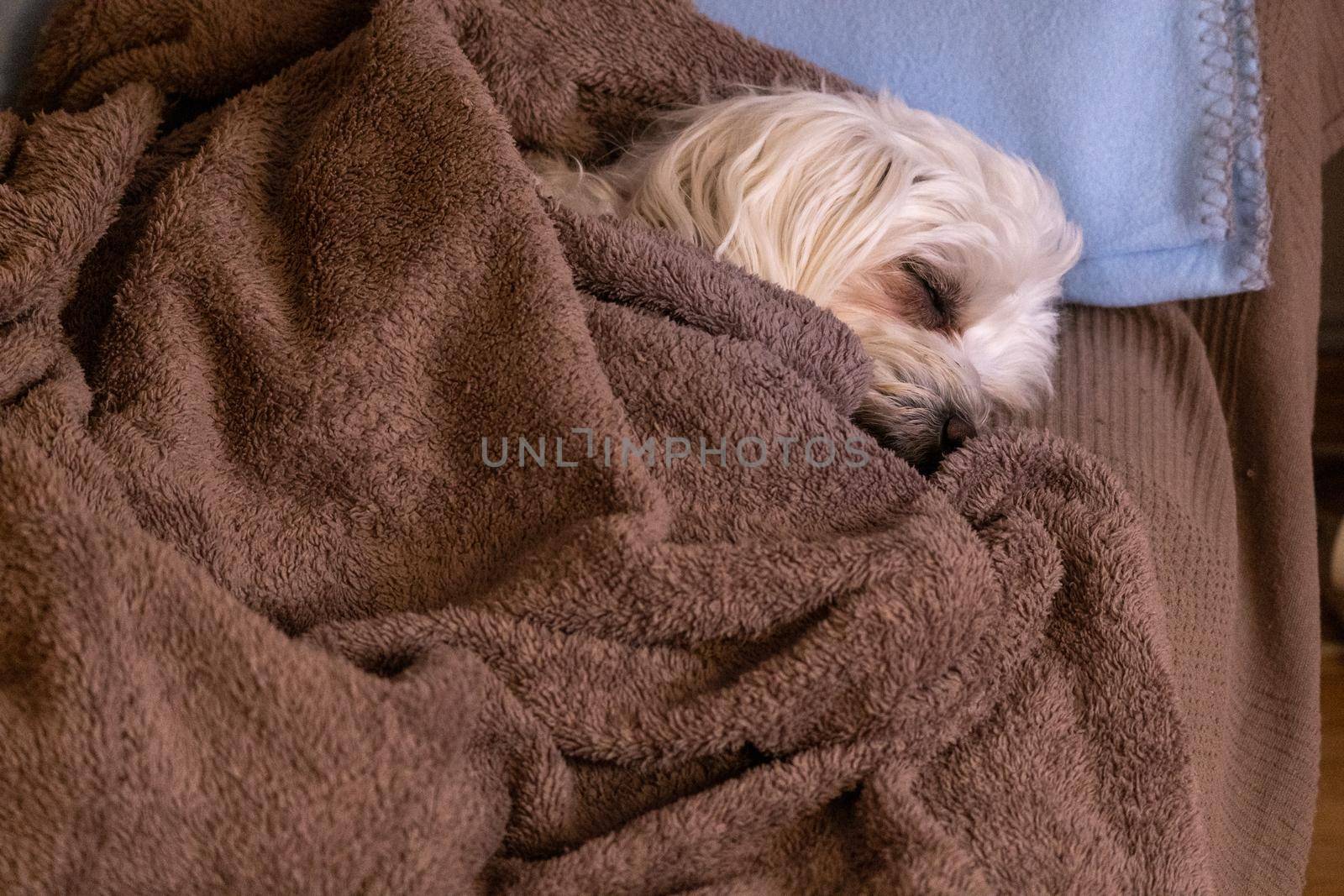 Bichon maltese sleeping covered with a brown blanket by LopezPastor