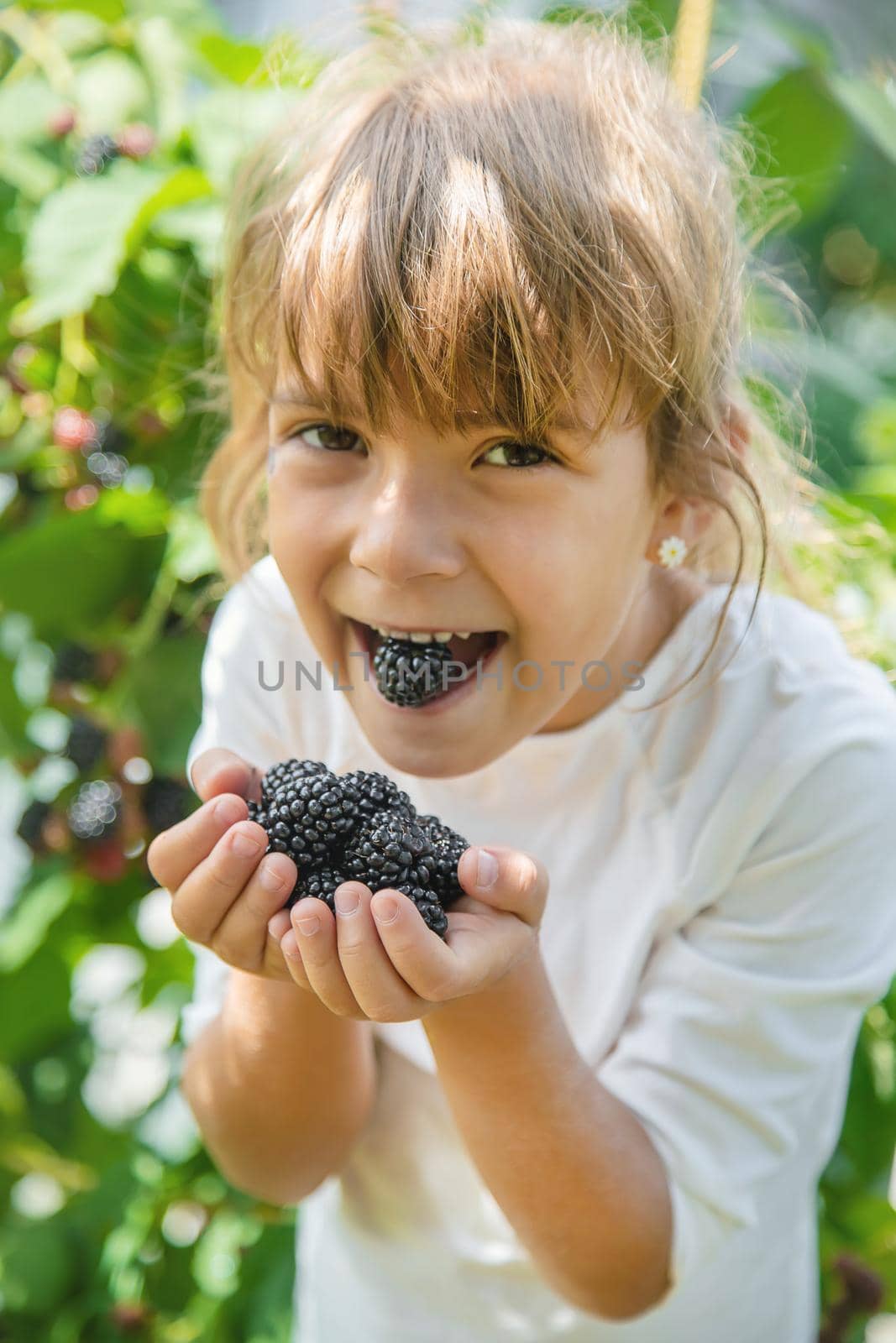 The child holds blackberries in the hands. Selective focus. by yanadjana