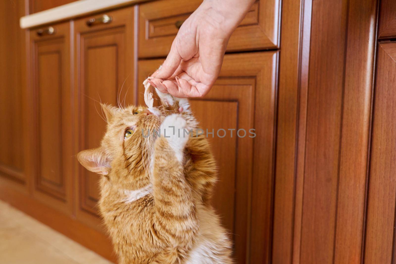 Funny ginger old cat eating a piece of meat from the owners hand