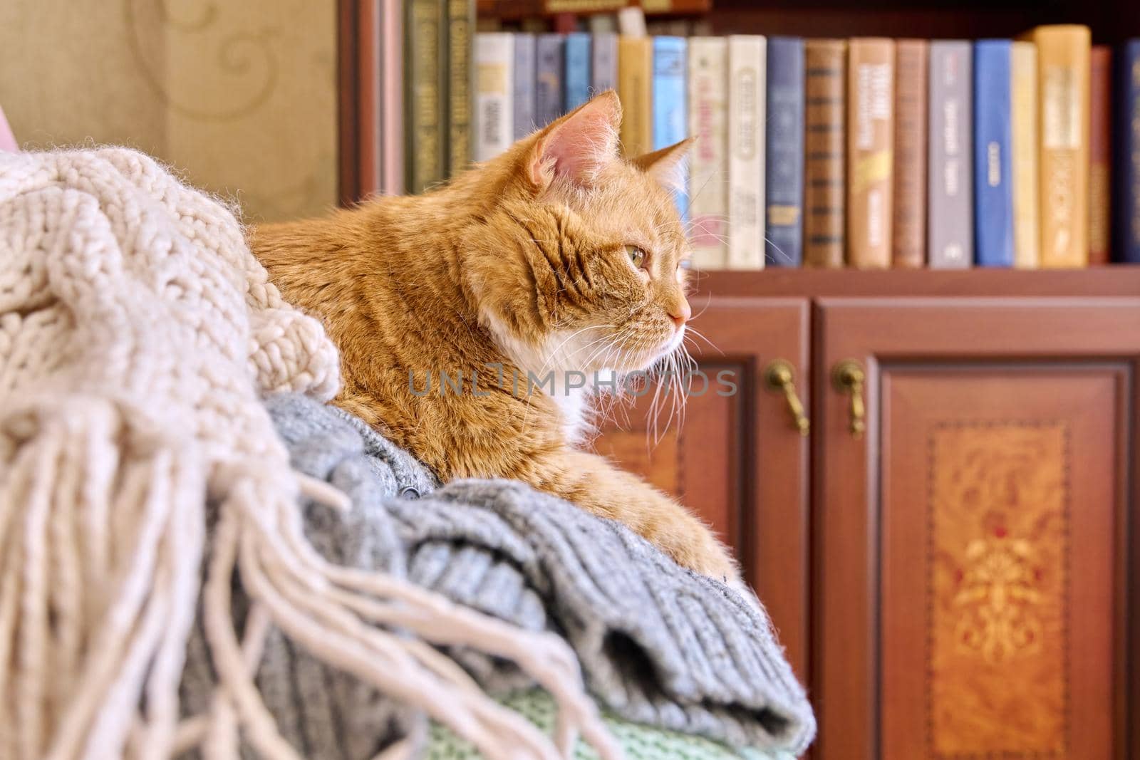 Big ginger cat lying sleeping resting basking on an armchair with winter warm knitted things, cold autumn winter season concept