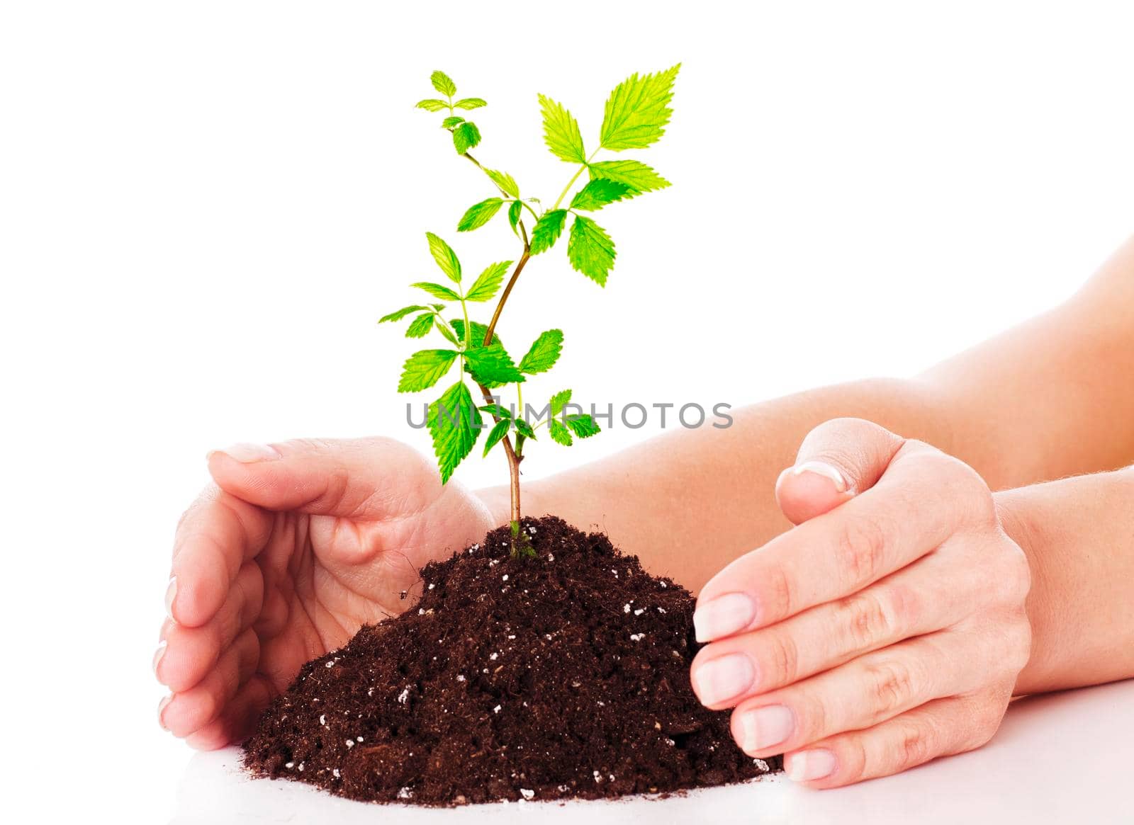 Hands and plant isolated on white background.