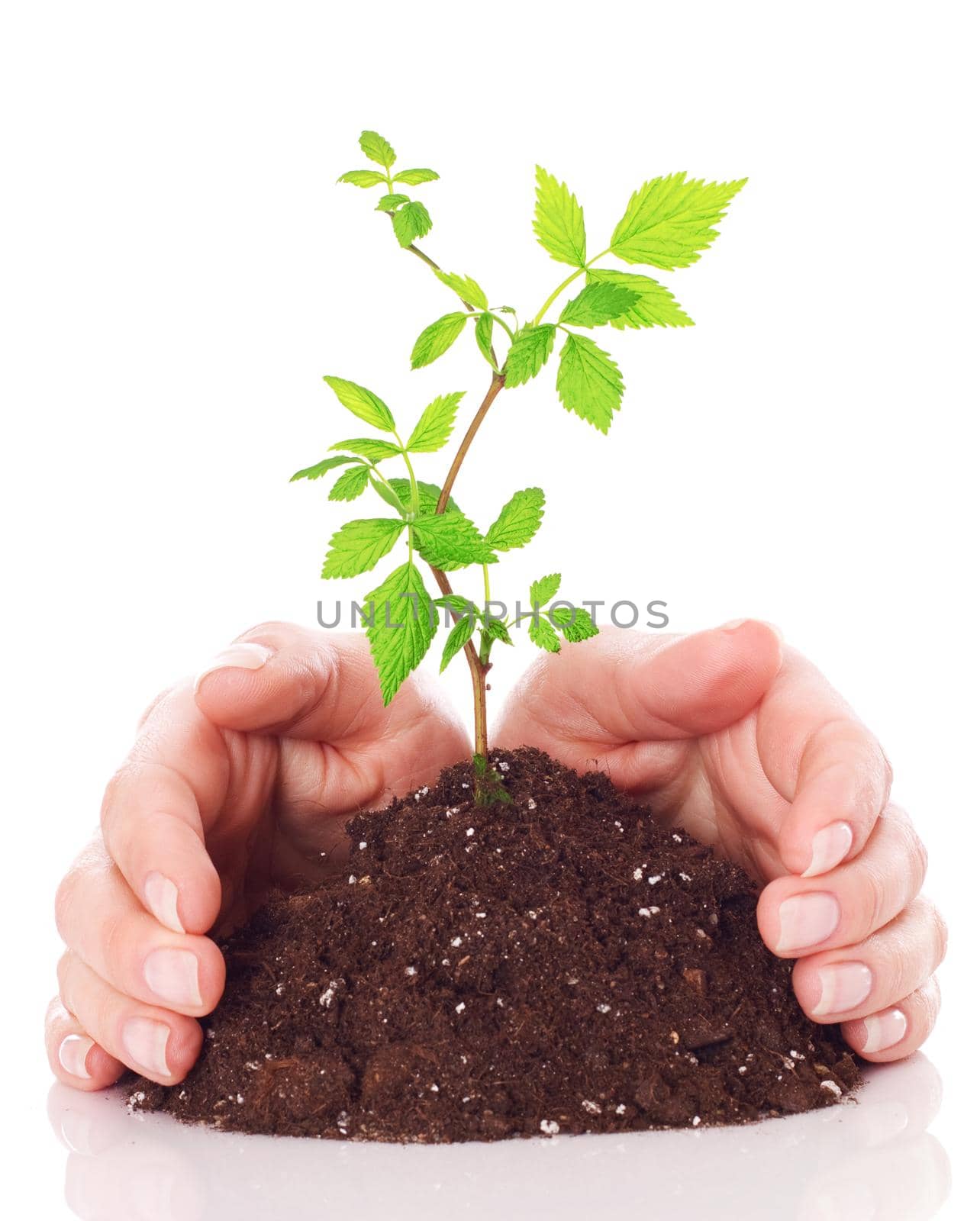 Hands and plant isolated on white background.
