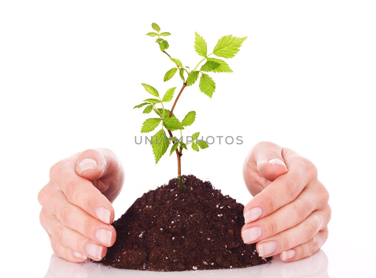 Hands and plant isolated on white background.