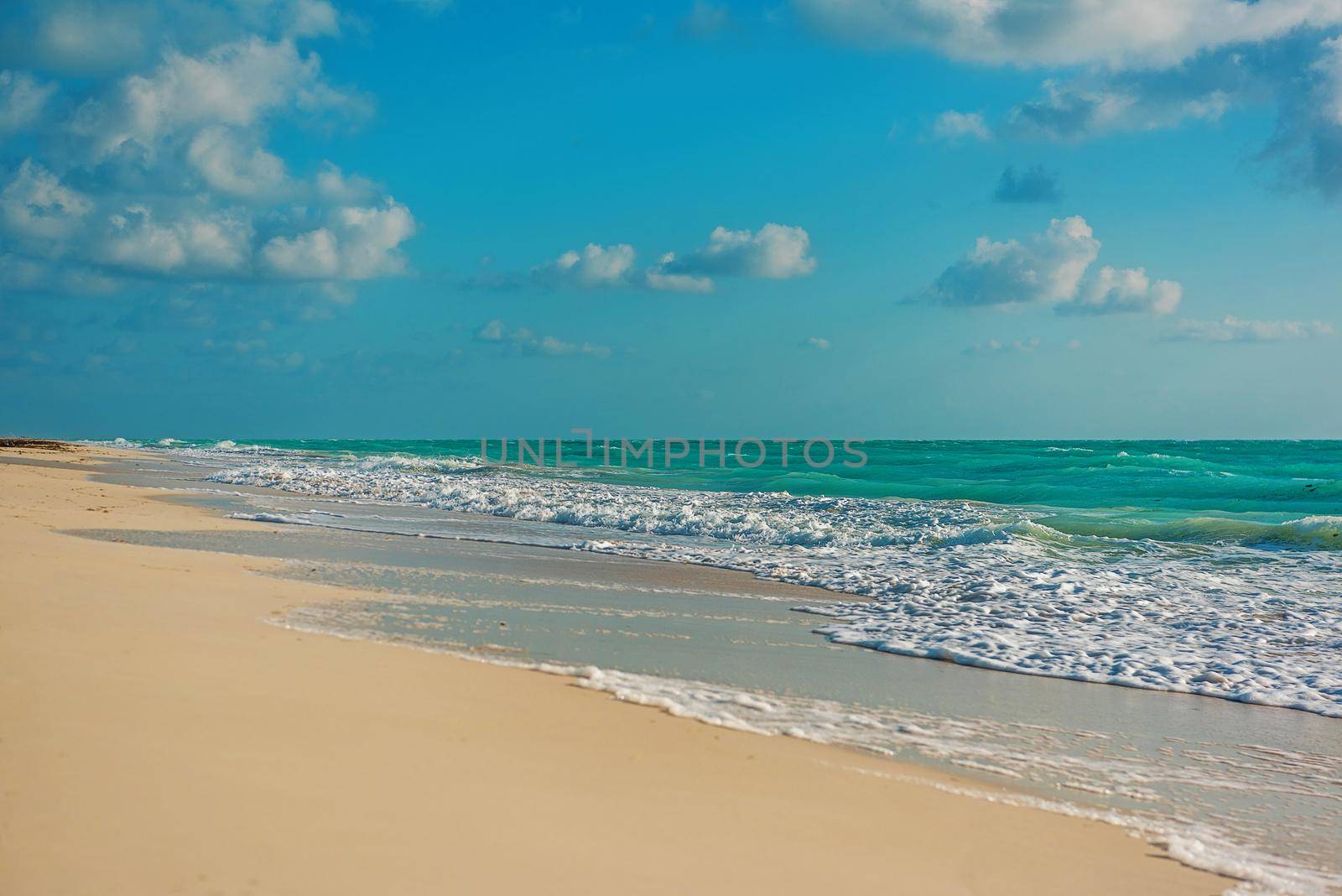 Paradise nature, heron and summer on the tropical beach. Cancun, Riviera Maya, Mexico.