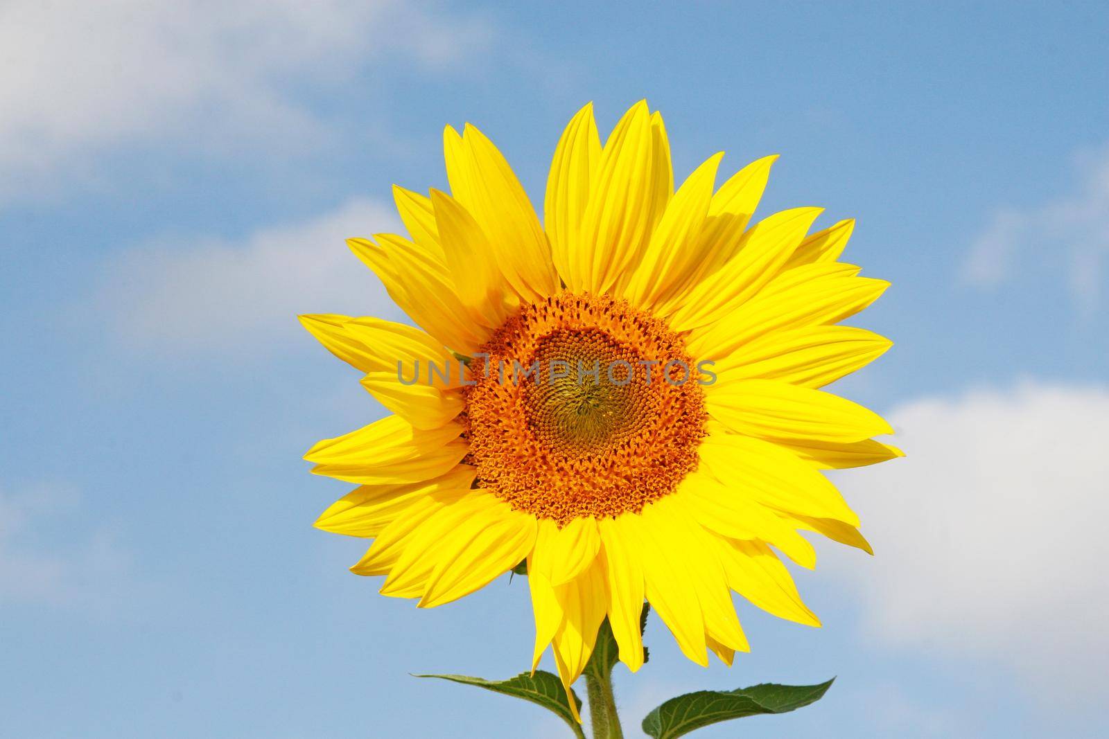 Close-up of fresh sunflower against clear blue sky
