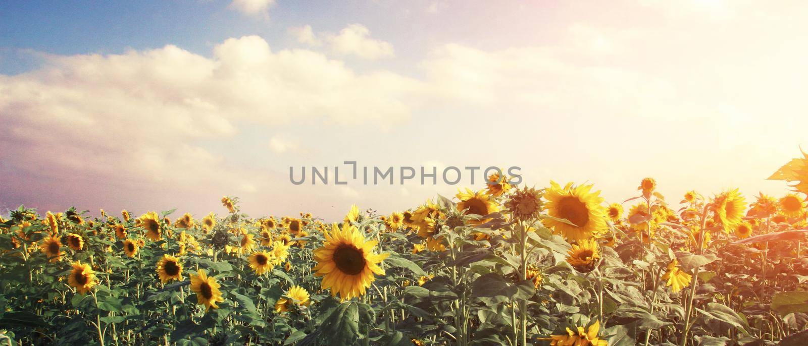 Close-up of fresh sunflower against clear blue sky