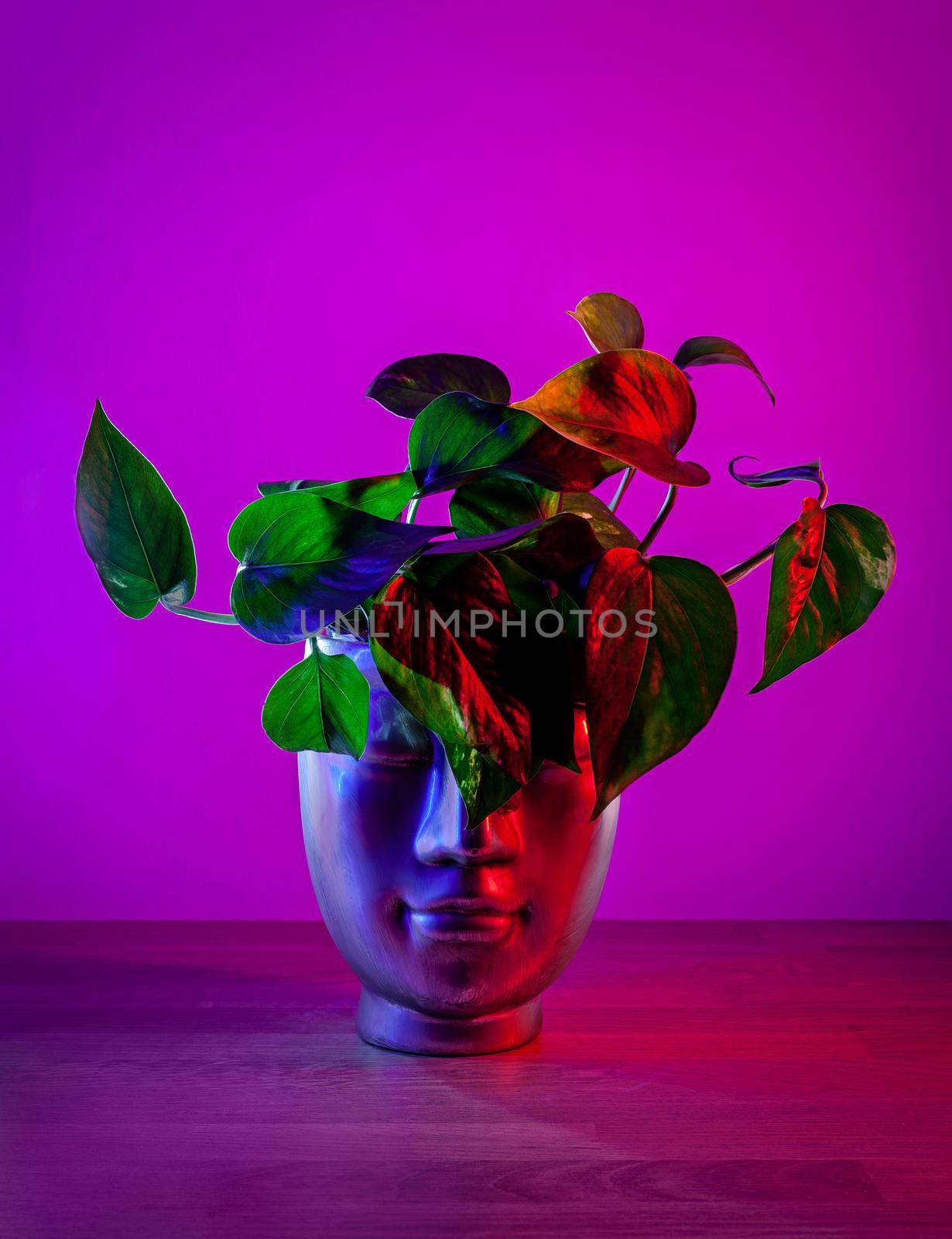 Golden Pothos plant in head shaped pot on dark pink background. Illuminated in red and blue.