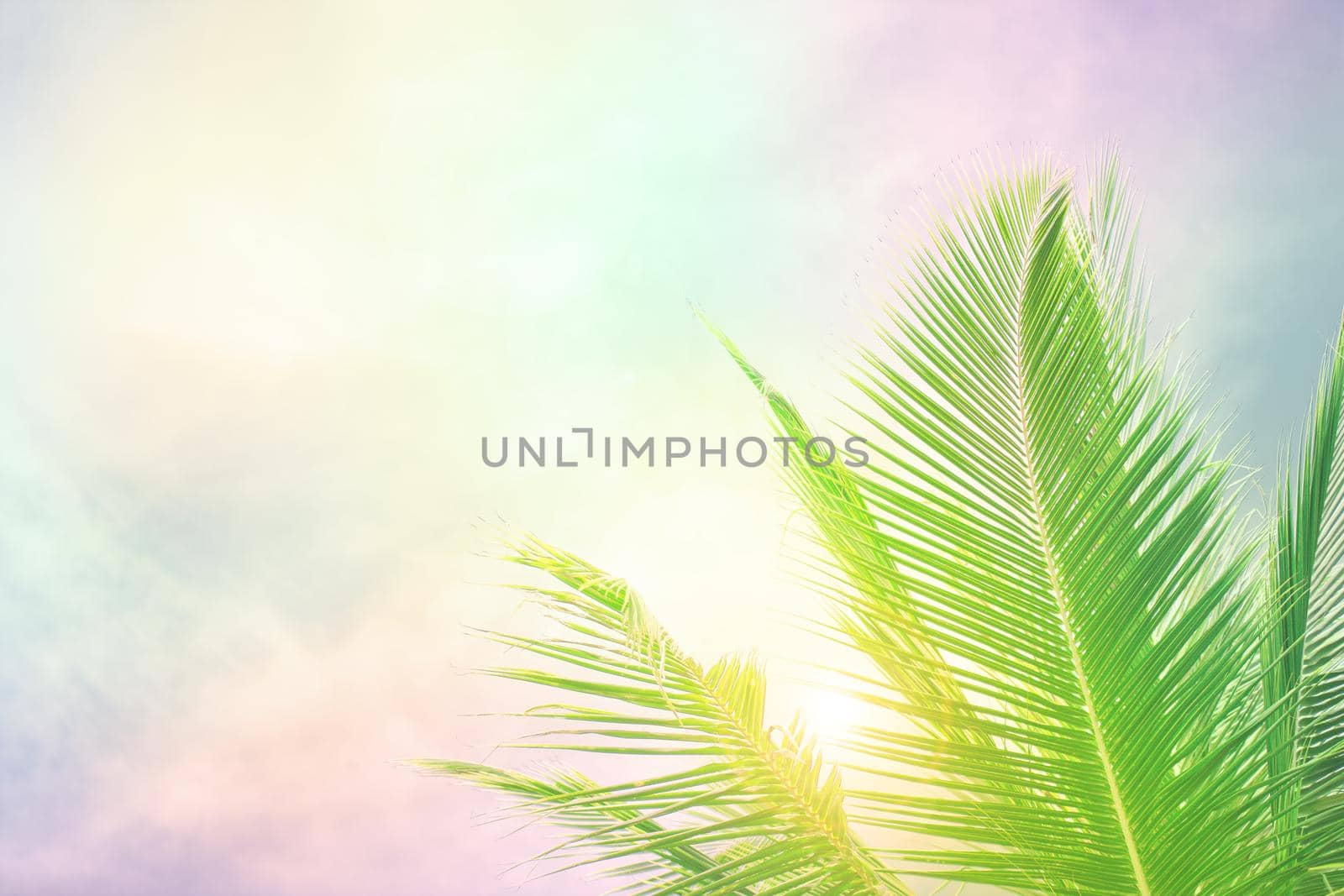 Selective focus on palm tree leaves over peaceful tropical beach background, blue sea landscape, natural abstract card