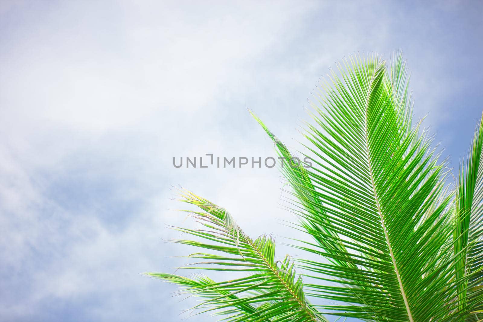 Selective focus on palm tree leaves over peaceful tropical beach background, blue sea landscape, natural abstract card