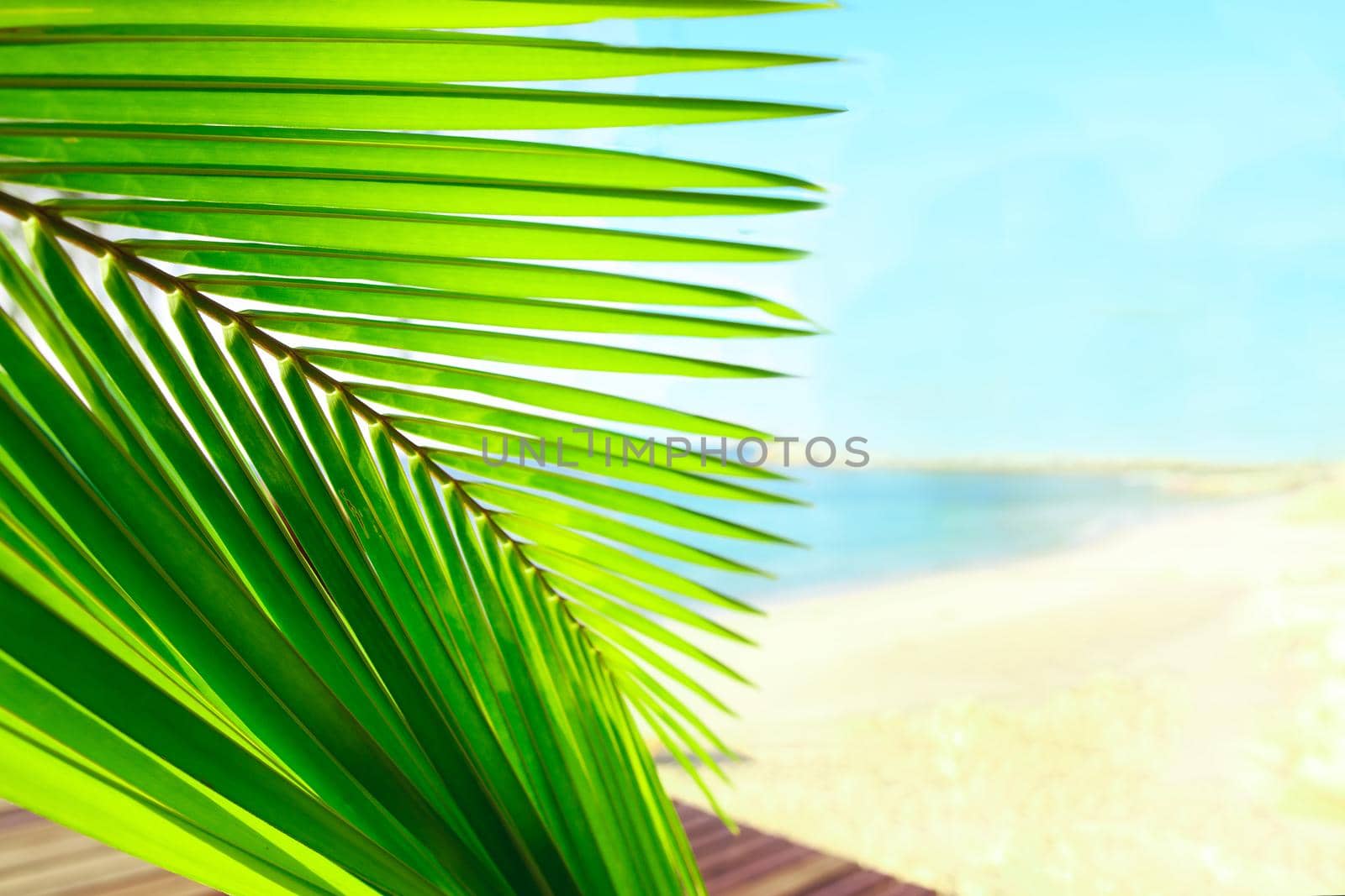 Selective focus on palm tree leaves over peaceful tropical beach background, blue sea landscape, natural abstract card