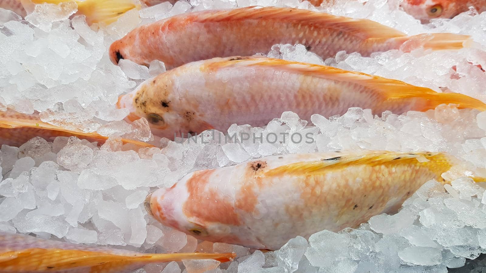 Frozen fish in ice to keep freshness and sell to customers in the shop.