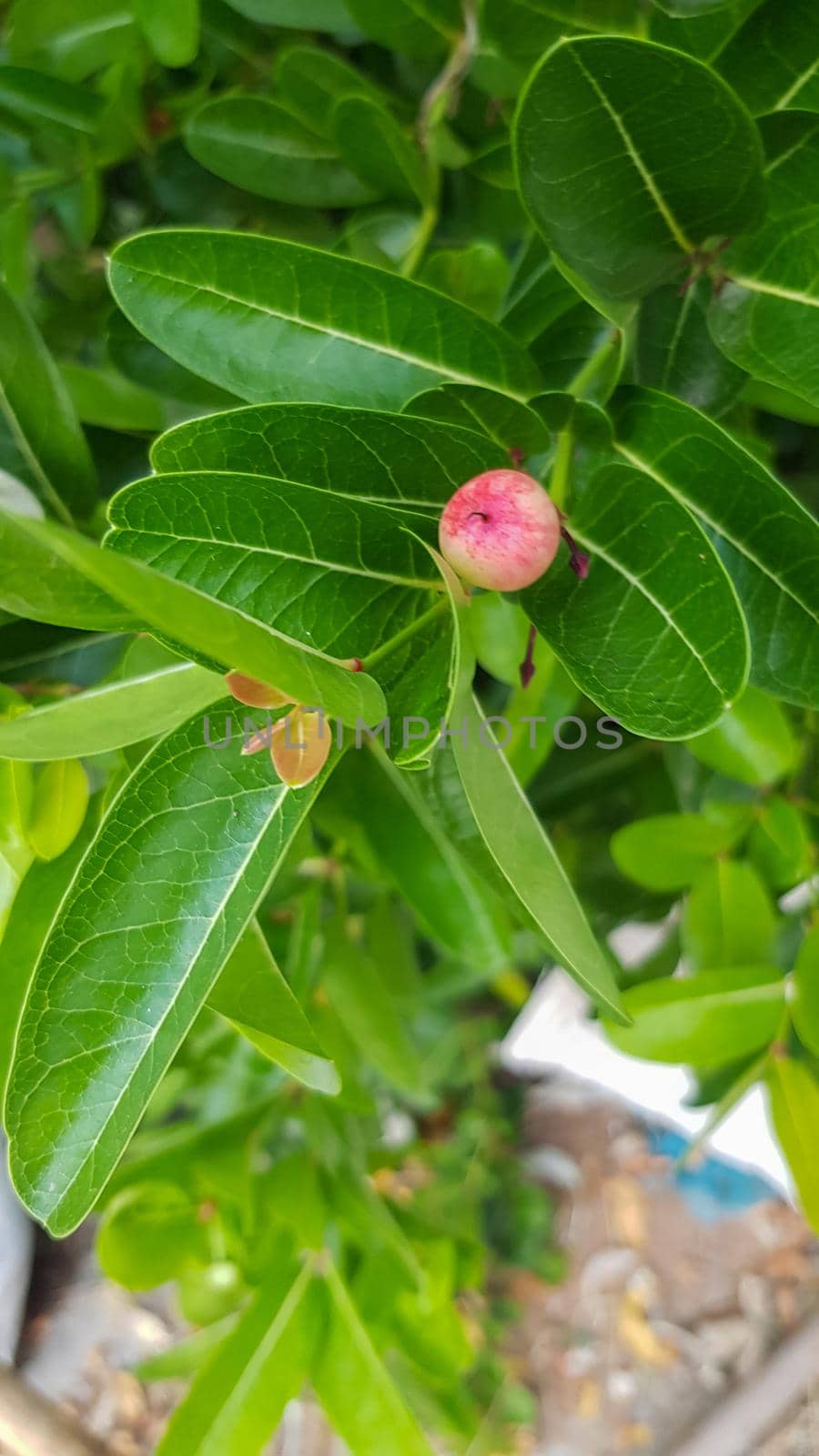 Carissa carandas , Mango yawning lemon on green leaf stalk by pichai25