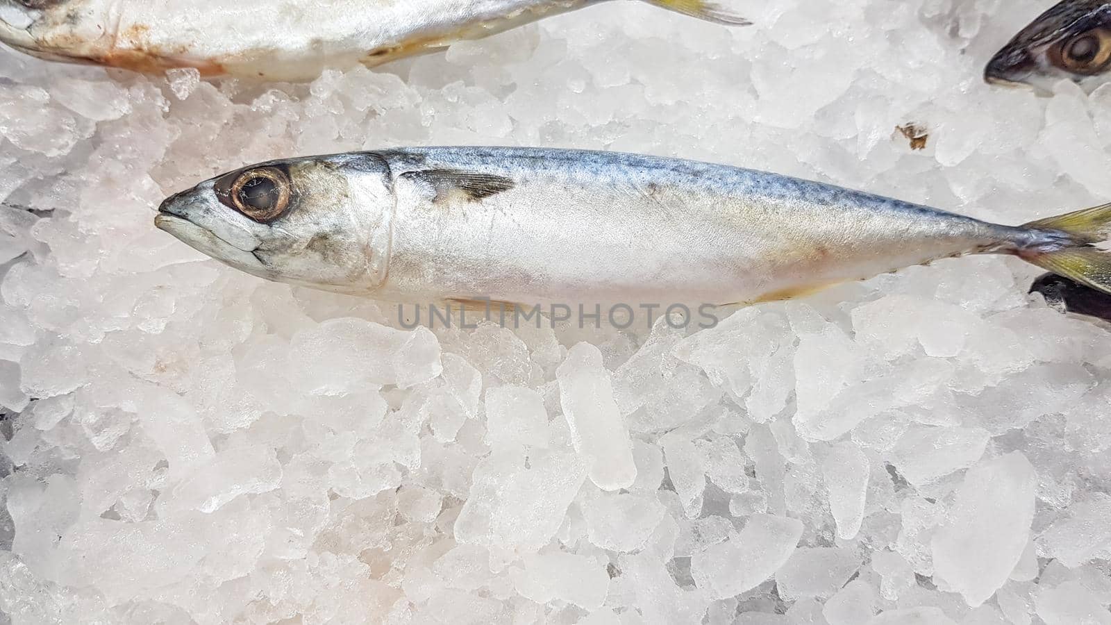Sardines frozen in ice to keep them fresh for sale to customers in a store.