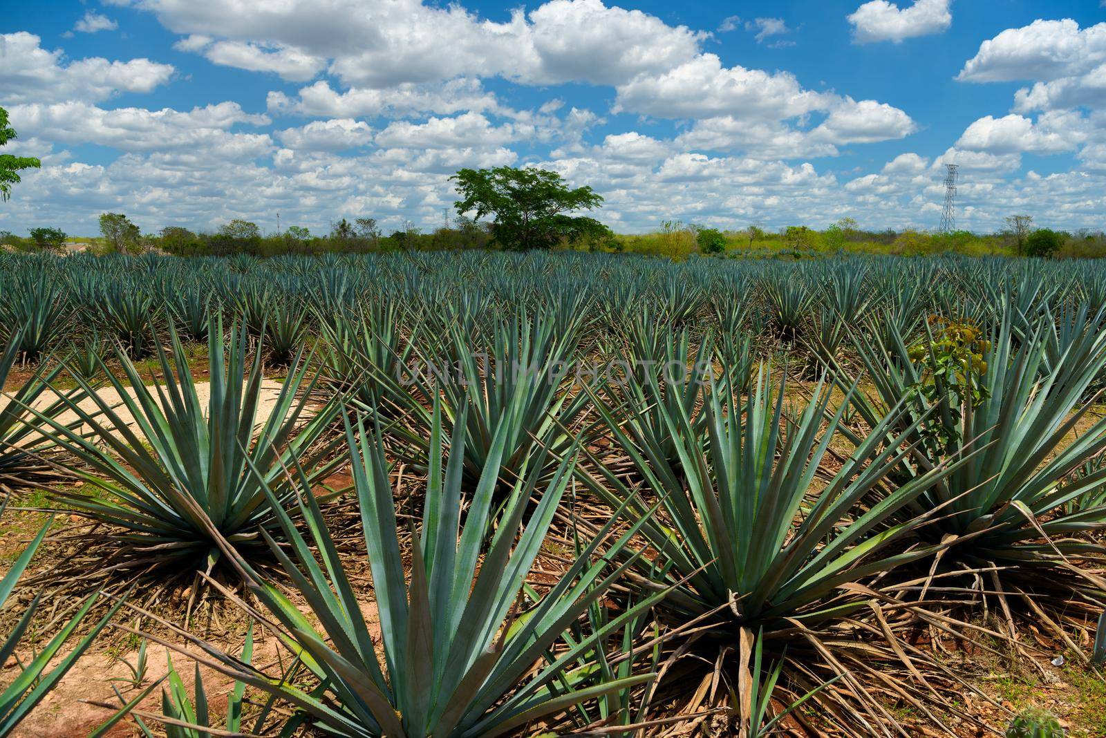 The field of agave planted for the manufacture of tequila. Mexico