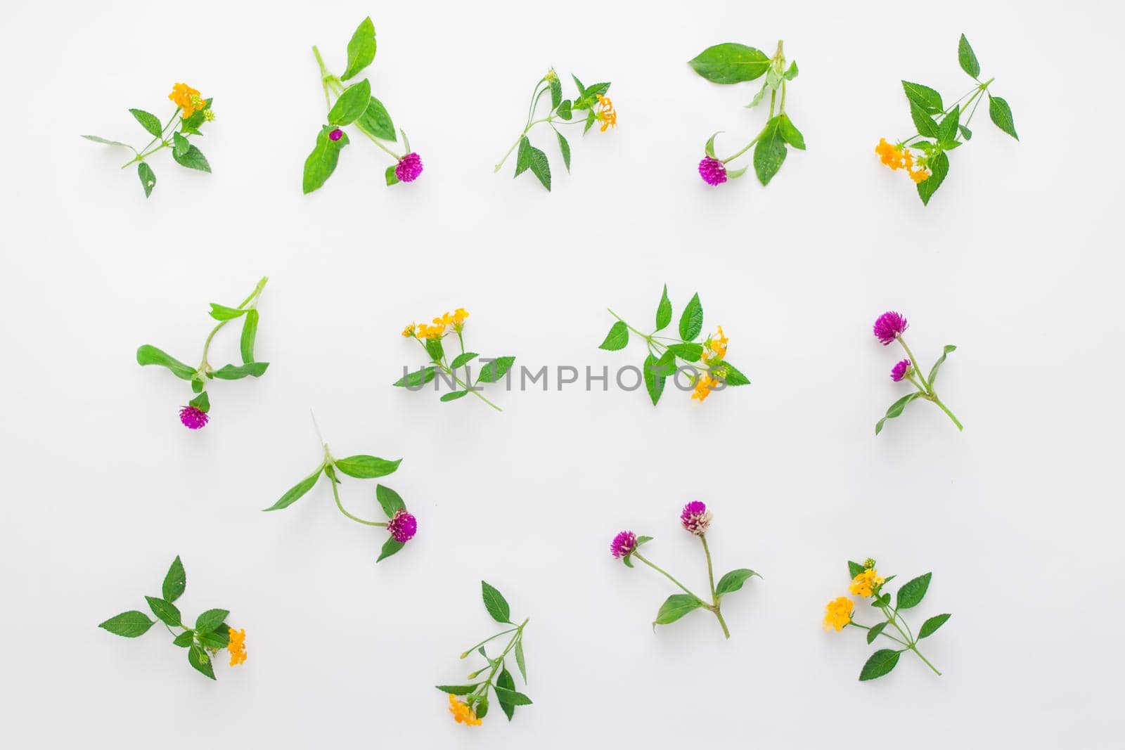 Floral pattern with pink clover and yellow wildflowers on white background. Flat lay, top view. by Jyliana