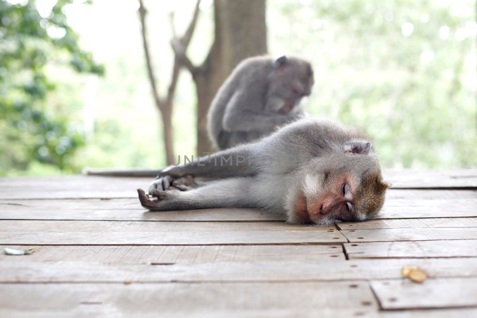 Two monkeys. Wildlife tropical Monkey Portrait in the forest. Care for one another