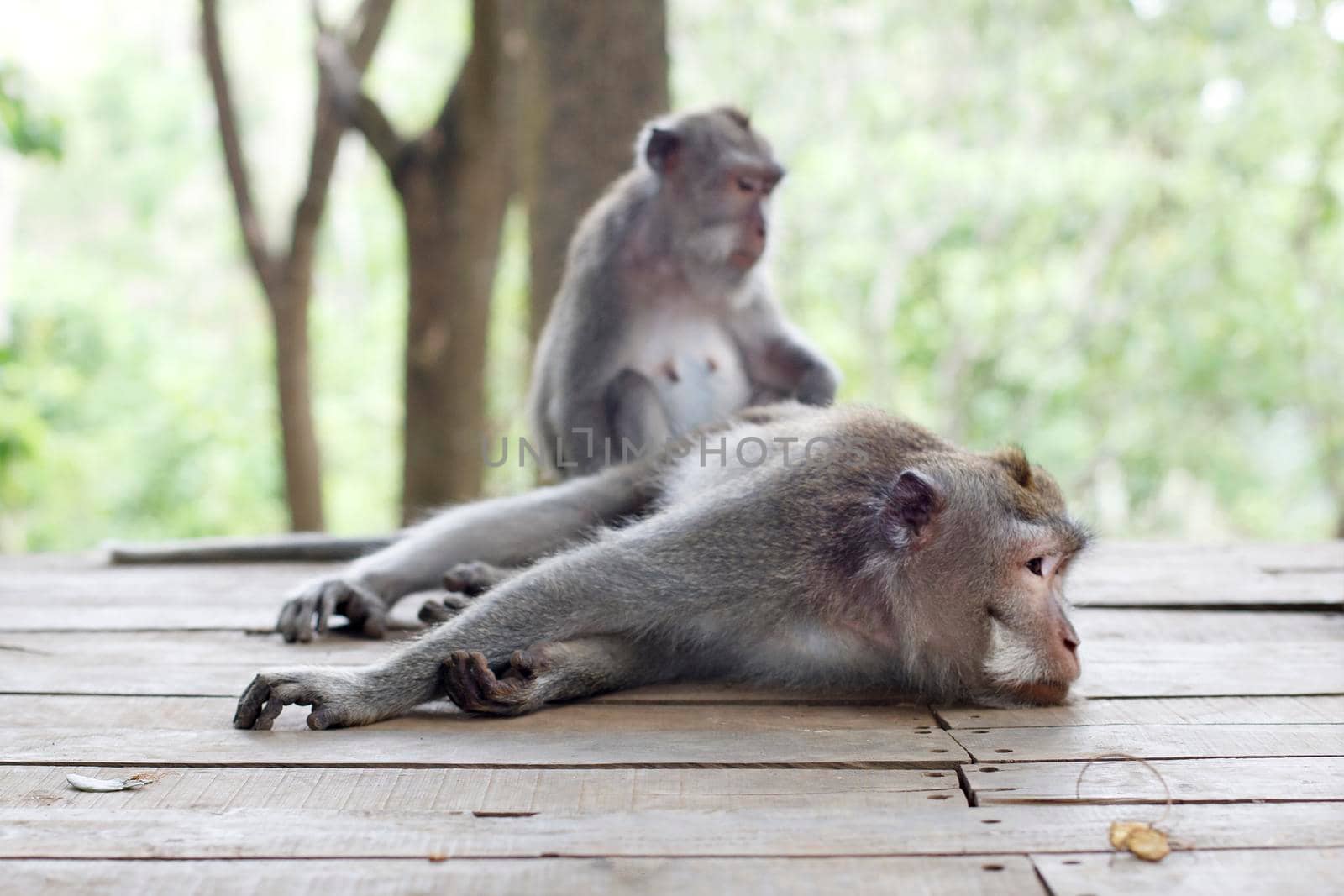 Two monkeys. Wildlife tropical Monkey Portrait in the forest. Care for one another