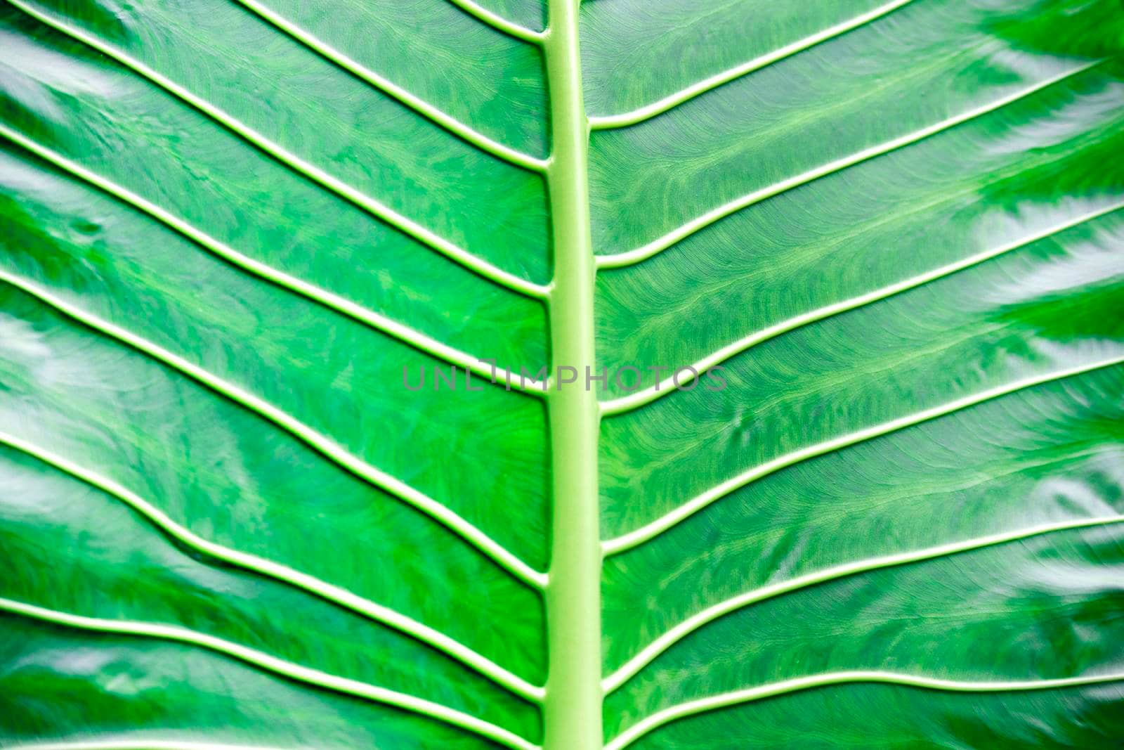 Green leaf macro background by Jyliana