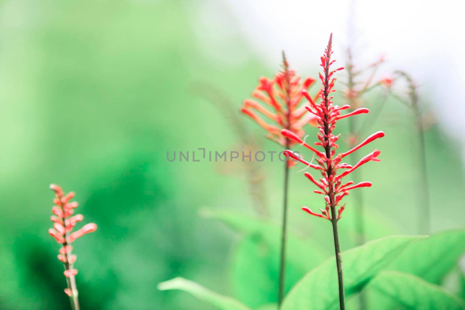 Beautiful pink flowers of Thailand or Bali by Jyliana