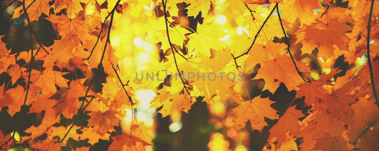 Autumn leaves on a tree. Selective focus. nature.