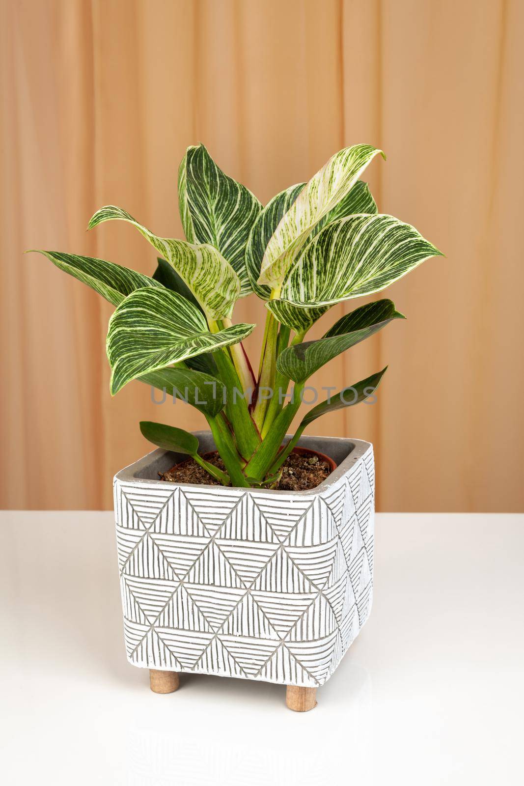 Philodendron Birkin house plant in white textured pot on a fabric curtains background.