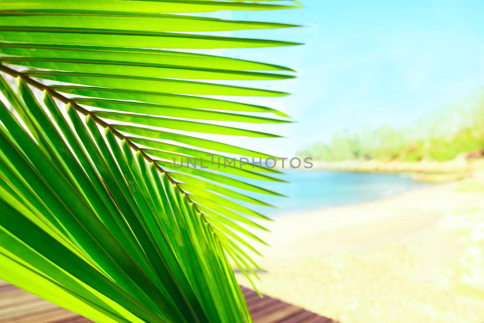 Selective focus on palm tree leaves over peaceful tropical beach background, blue sea landscape, natural abstract card